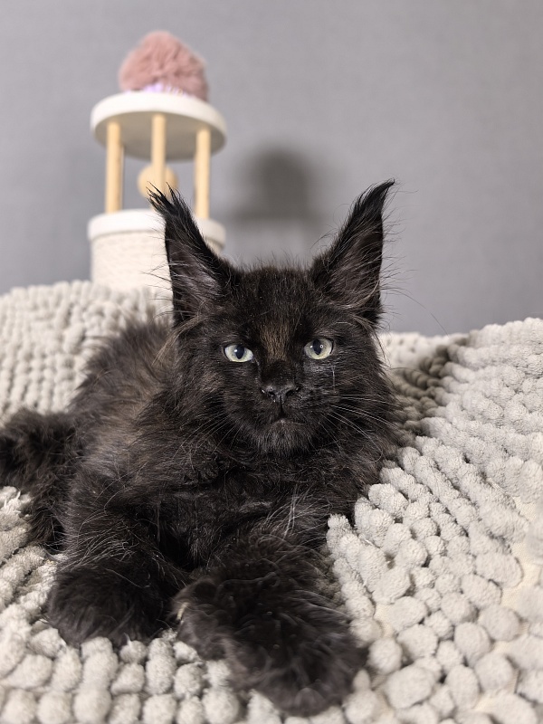 Elmo lee  Akbars (polydactyl) PET - Kitten maine-coon 2 months