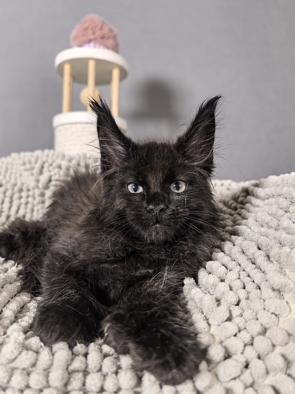 Elmo lee  Akbars (polydactyl) PET - Kitten maine-coon 2 months
