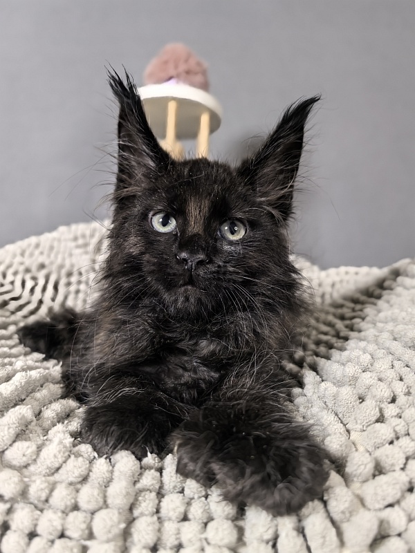 Elmo lee  Akbars (polydactyl) PET - Kitten maine-coon 2 months