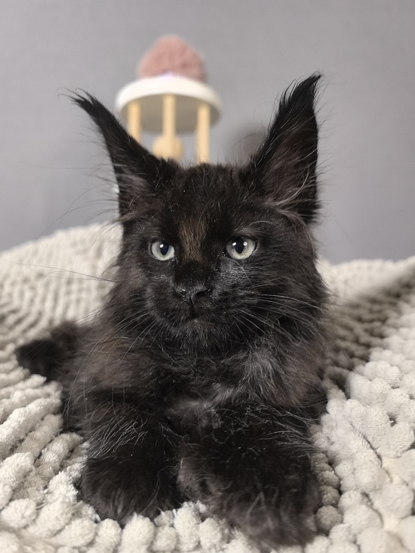 Elmo lee  Akbars (polydactyl) PET - Kitten maine-coon 2 months
