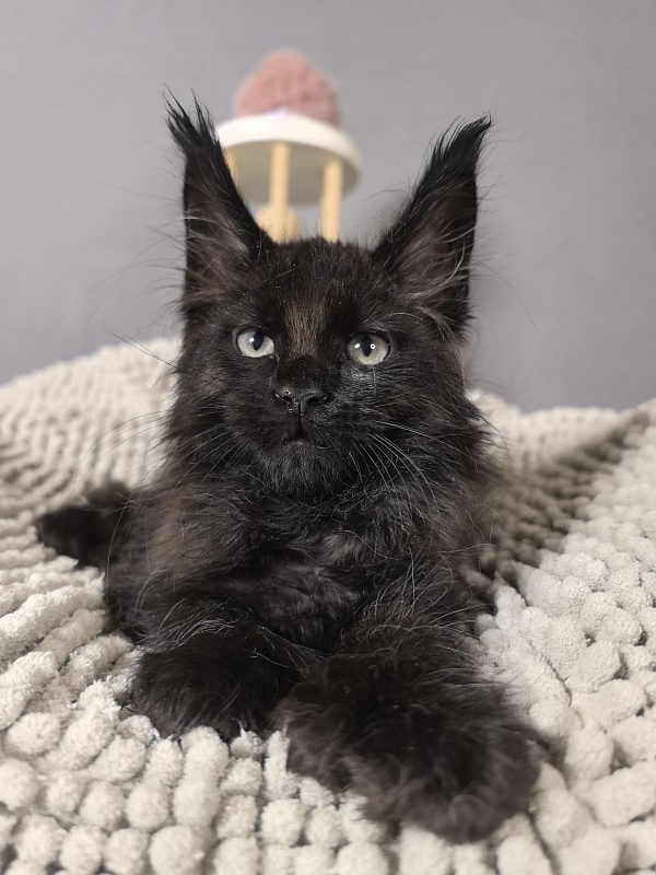 Elmo lee  Akbars (polydactyl) PET - Kitten maine-coon 2 months