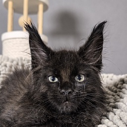 Elmo lee  Akbars (polydactyl) PET
