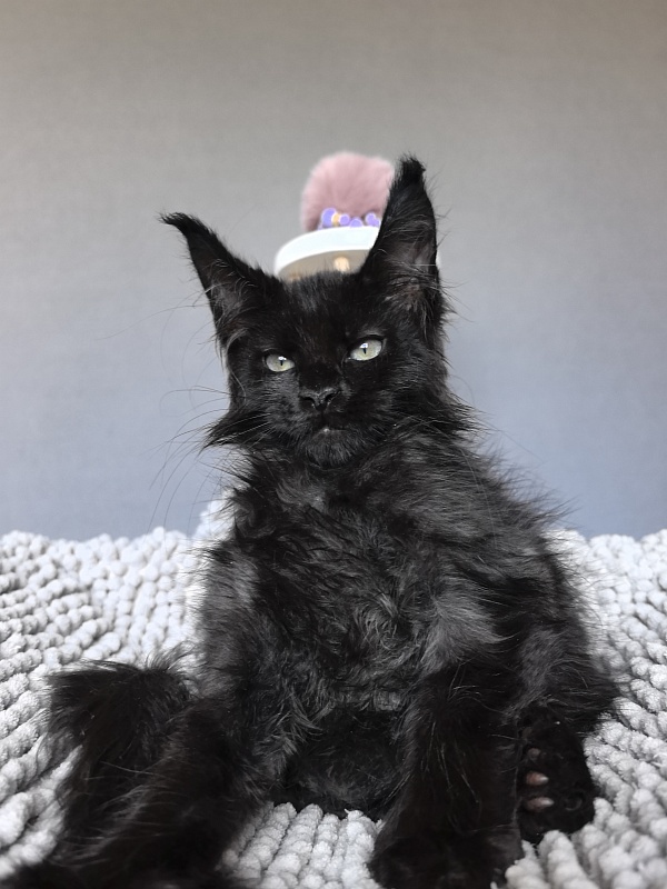 Elmo lee  Akbars (polydactyl) - Kitten maine-coon 2 months 1.5 week