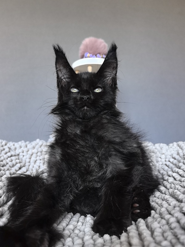 Elmo lee  Akbars (polydactyl) - Kitten maine-coon 2 months 1.5 week