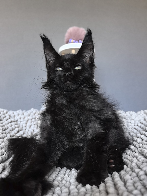 Elmo lee  Akbars (polydactyl) - Kitten maine-coon 2 months 1.5 week