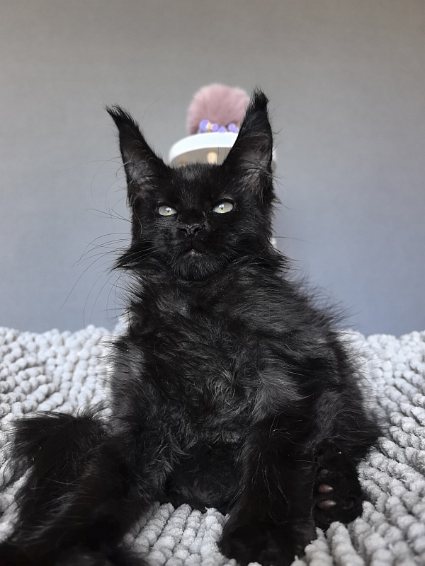 Elmo lee  Akbars (polydactyl) - Kitten maine-coon 2 months 1.5 week