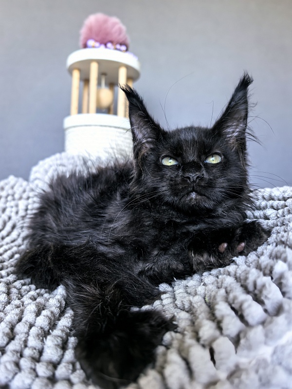 Elmo lee  Akbars (polydactyl) - Kitten maine-coon 2 months 1.5 week