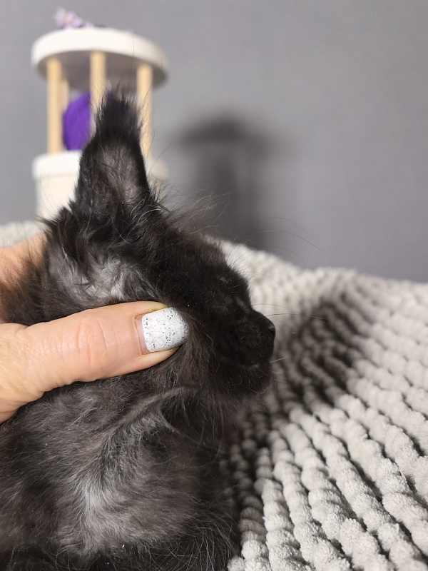 El-Pussi Akbars (polydactyl) - Kitten maine-coon 2 months