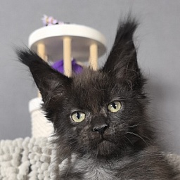 El-Pussi Akbars (polydactyl)