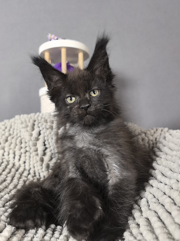 El-Pussi Akbars (polydactyl) - Kitten maine-coon 2 months