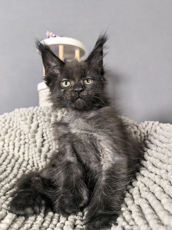 El-Pussi Akbars (polydactyl) - Kitten maine-coon 2 months