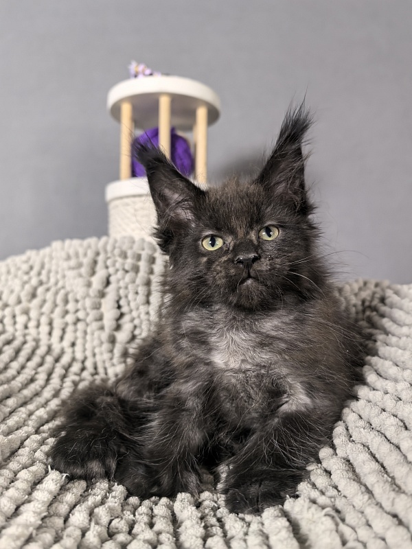 El-Pussi Akbars (polydactyl) - Kitten maine-coon 2 months