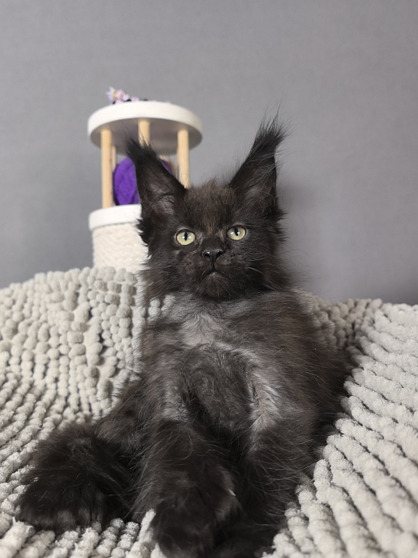 El-Pussi Akbars (polydactyl) - Kitten maine-coon 2 months