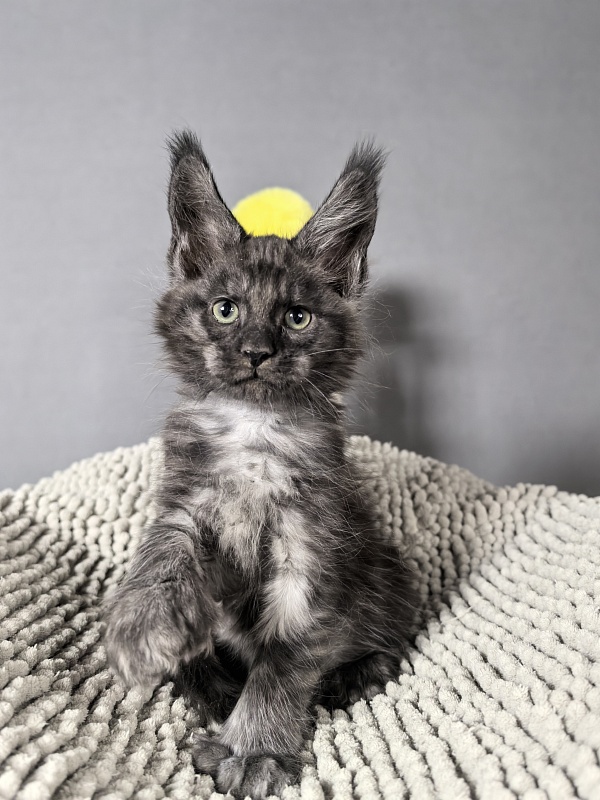 El-Mura Akbars (polydactyl) - Kitten maine-coon 2 months