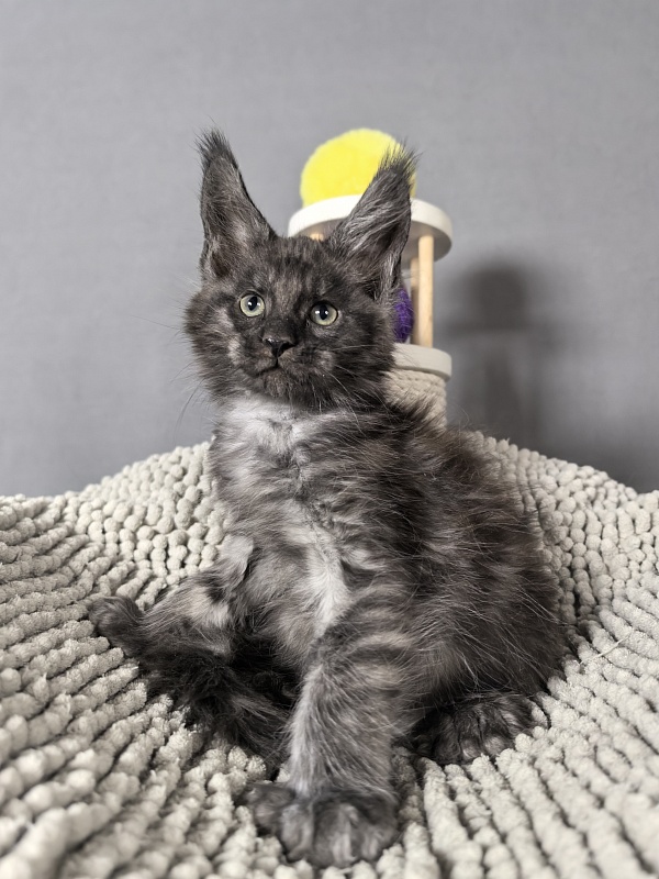 El-Mura Akbars (polydactyl) - Kitten maine-coon 2 months