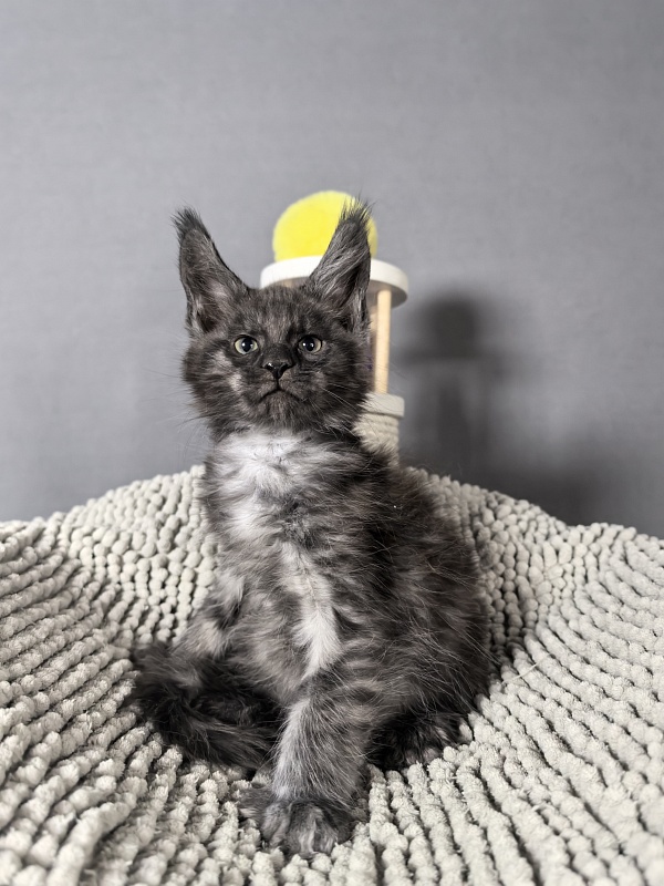 El-Mura Akbars (polydactyl) - Kitten maine-coon 2 months