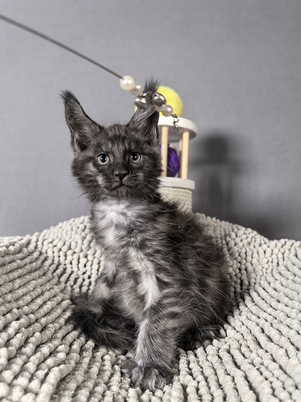 El-Mura Akbars (polydactyl) - Kitten maine-coon 2 months