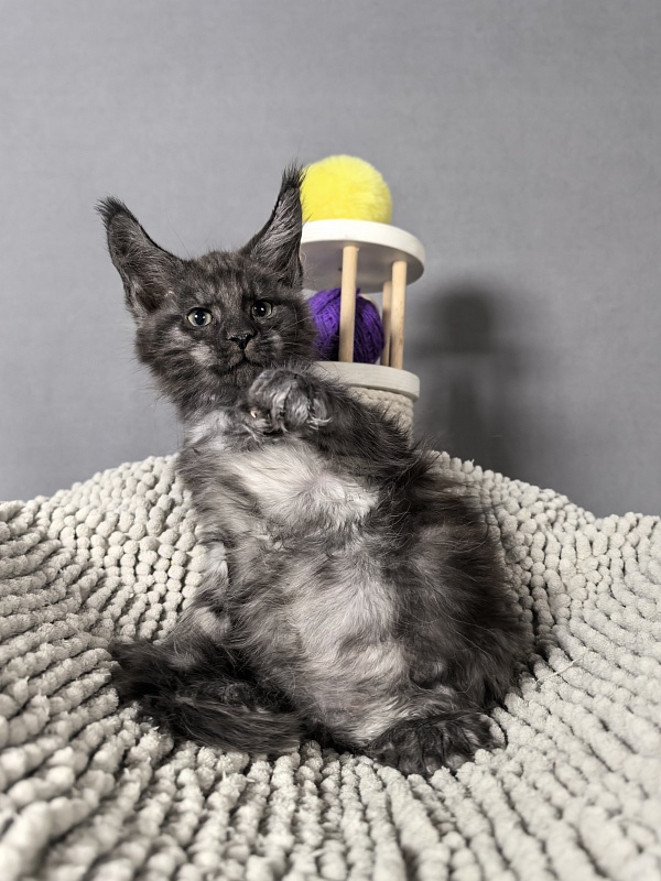El-Mura Akbars (polydactyl) - Kitten maine-coon 2 months