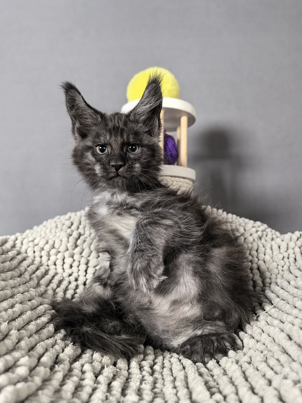 El-Mura Akbars (polydactyl) - Kitten maine-coon 2 months