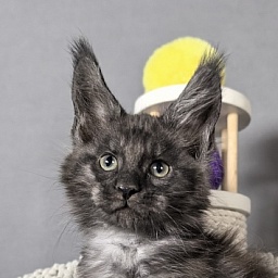 El-Mura Akbars (polydactyl)