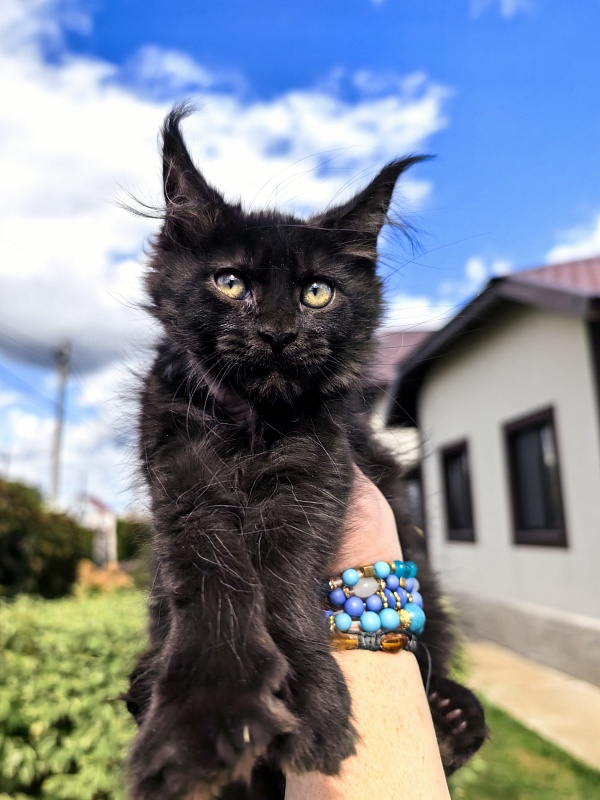 Lavrentiy Akbars (polydactyl) - Kitten maine-coon 2 months 2 weeks