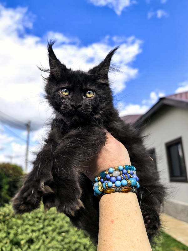 Lavrentiy Akbars (polydactyl) - Kitten maine-coon 2 months 2 weeks