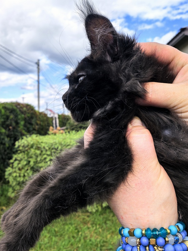 Lavrentiy Akbars (polydactyl) - Kitten maine-coon 2 months 2 weeks