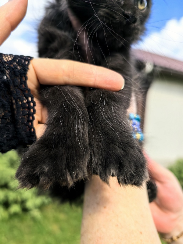 Lavrentiy Akbars (polydactyl) - Kitten maine-coon 2 months 2 weeks