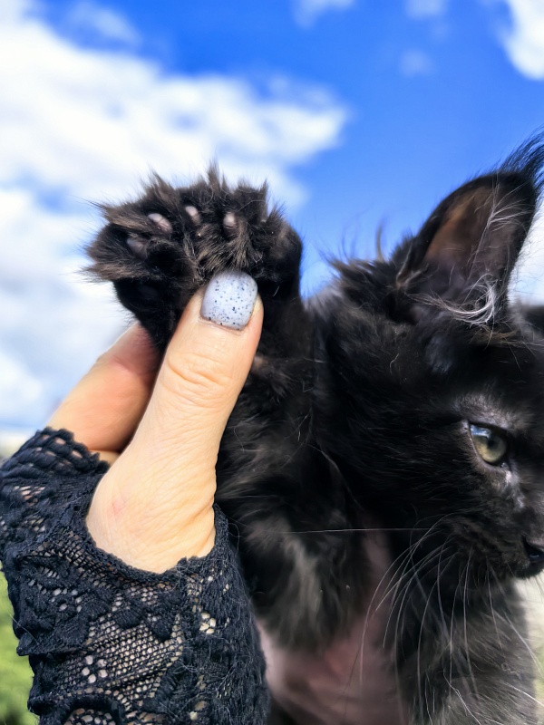 Lavrentiy Akbars (polydactyl) - Kitten maine-coon 2 months 2 weeks