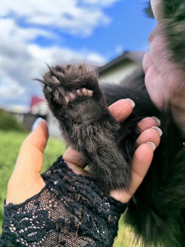 Lavrentiy Akbars (polydactyl) - Kitten maine-coon 2 months 2 weeks