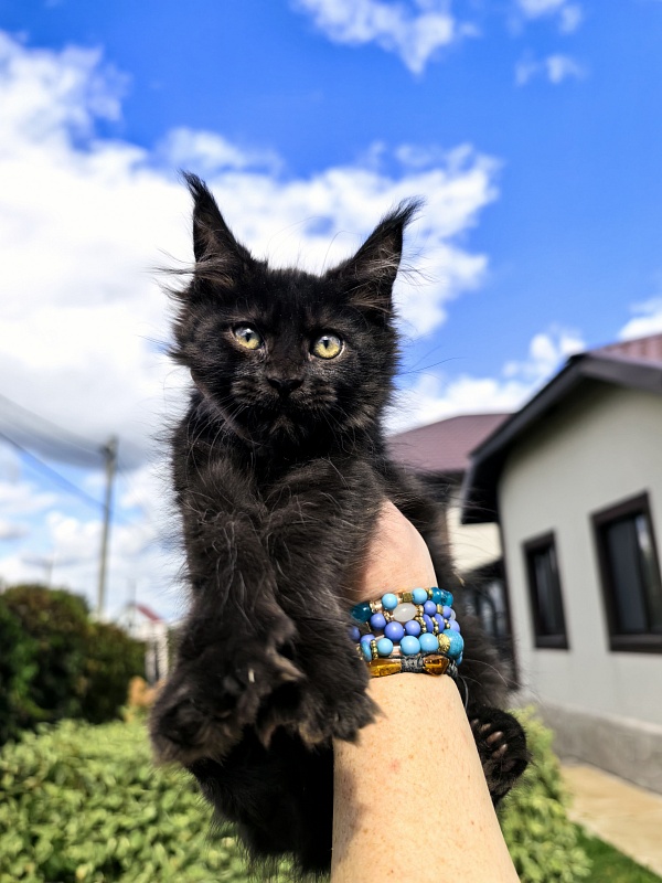 Lavrentiy Akbars (polydactyl) - Kitten maine-coon 2 months 2 weeks