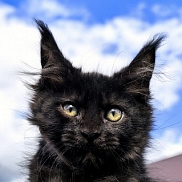 Lavrentiy Akbars (polydactyl)
