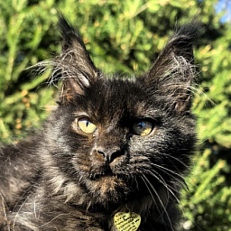 L*Begemot Akbars (polydactyl)