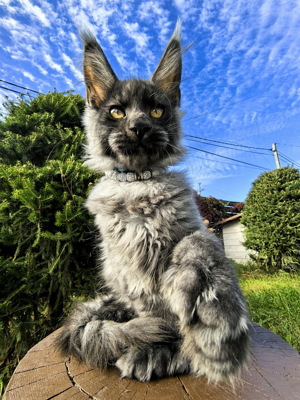 Light Fluff Akbars (polydactul) Pet - Kitten maine-coon 2 months 4 weeks