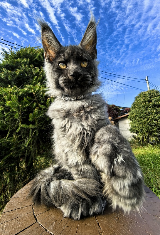 Light Fluff Akbars (polydactul) Pet - Kitten maine-coon 2 months 4 weeks