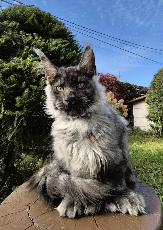 Light Fluff Akbars (polydactul) Pet - Kitten maine-coon 2 months 4 weeks
