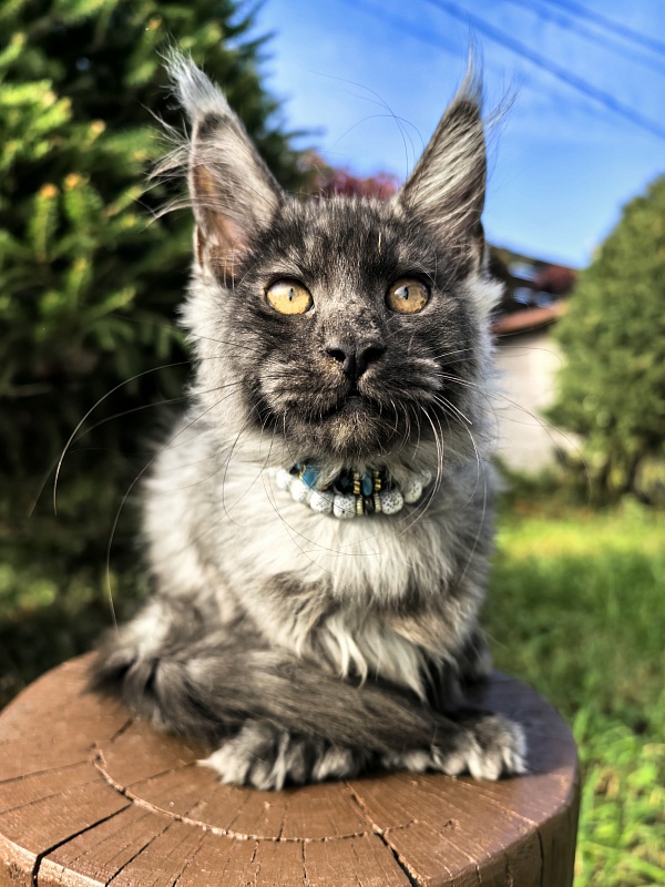 Light Fluff Akbars (polydactul) Pet - Kitten maine-coon 2 months 4 weeks