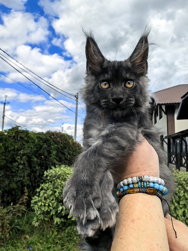 Light Fluff Akbars (polydactul) - Kitten maine-coon 2 months 2 weeks