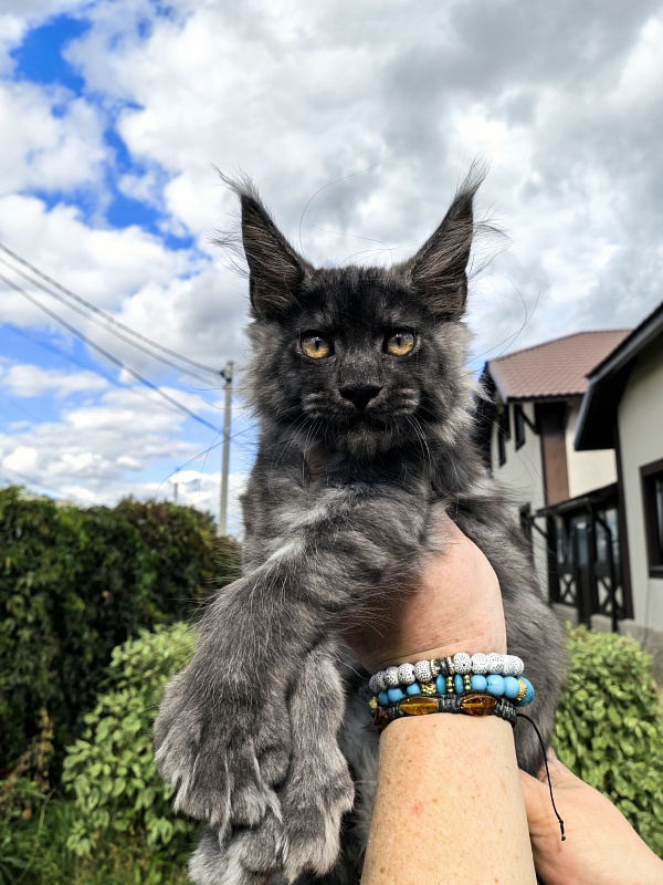Light Fluff Akbars (polydactul) - Kitten maine-coon 2 months 2 weeks