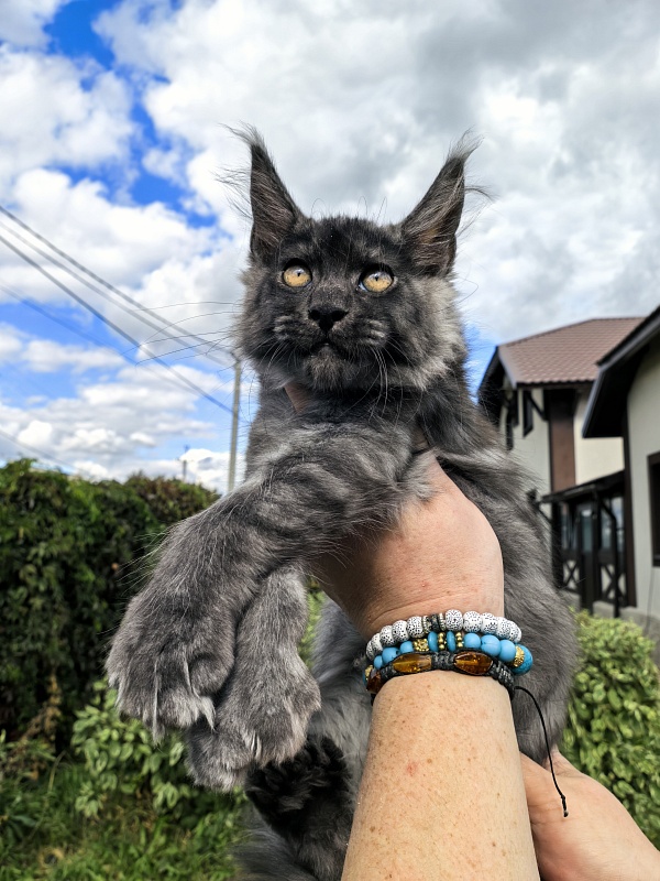 Light Fluff Akbars (polydactul) - Kitten maine-coon 2 months 2 weeks