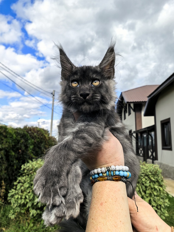 Light Fluff Akbars (polydactul) - Kitten maine-coon 2 months 2 weeks