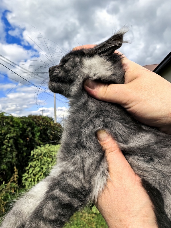 Light Fluff Akbars (polydactul) - Kitten maine-coon 2 months 2 weeks