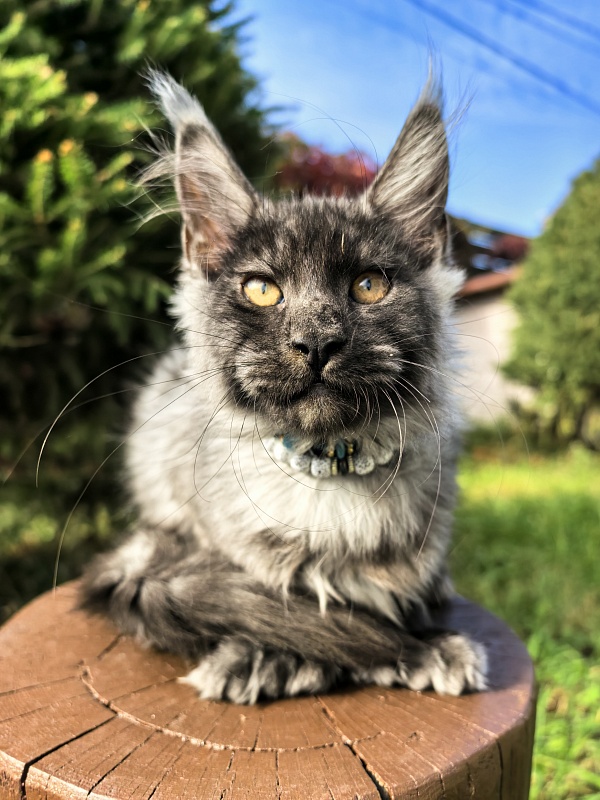 Light Fluff Akbars (polydactul) Pet - Kitten maine-coon 2 months 4 weeks