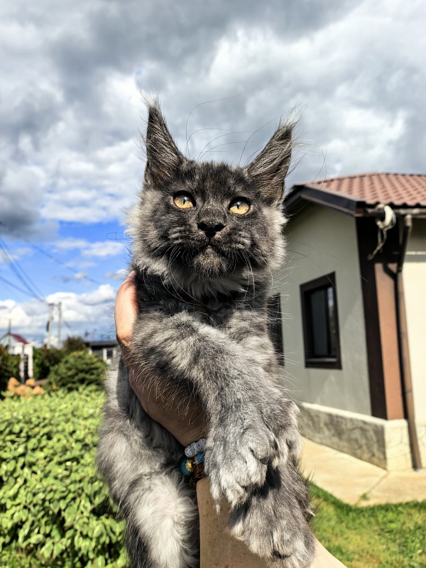 Light Fluff Akbars (polydactul) - Kitten maine-coon 2 months 2 weeks