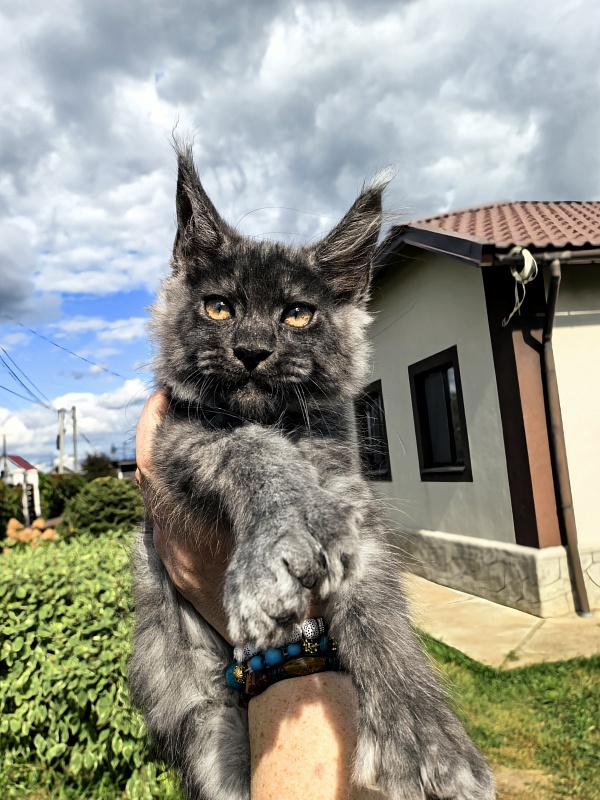 Light Fluff Akbars (polydactul) - Kitten maine-coon 2 months 2 weeks