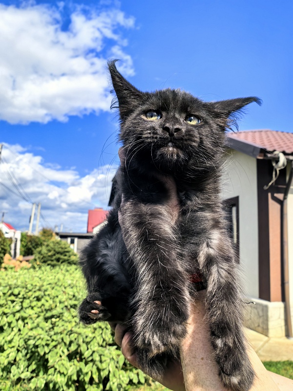 Le Mew  Akbars - Kitten maine-coon 2 months 2 weeks