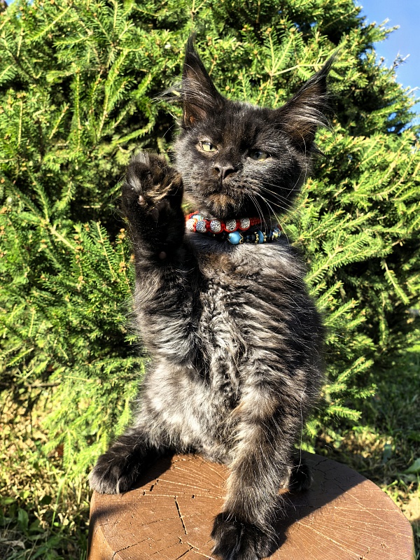 Le Mew  Akbars - Kitten maine-coon 2 months 4 weeks