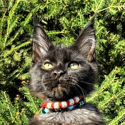 Le Mew  Akbars