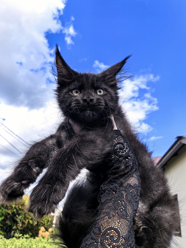 Le Mew  Akbars - Kitten maine-coon 2 months 2 weeks