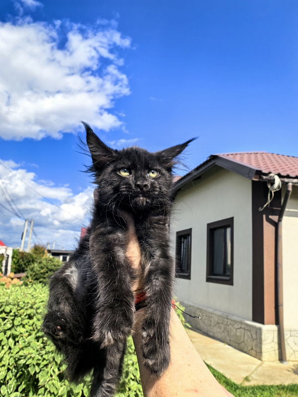 Le Mew  Akbars - Kitten maine-coon 2 months 2 weeks
